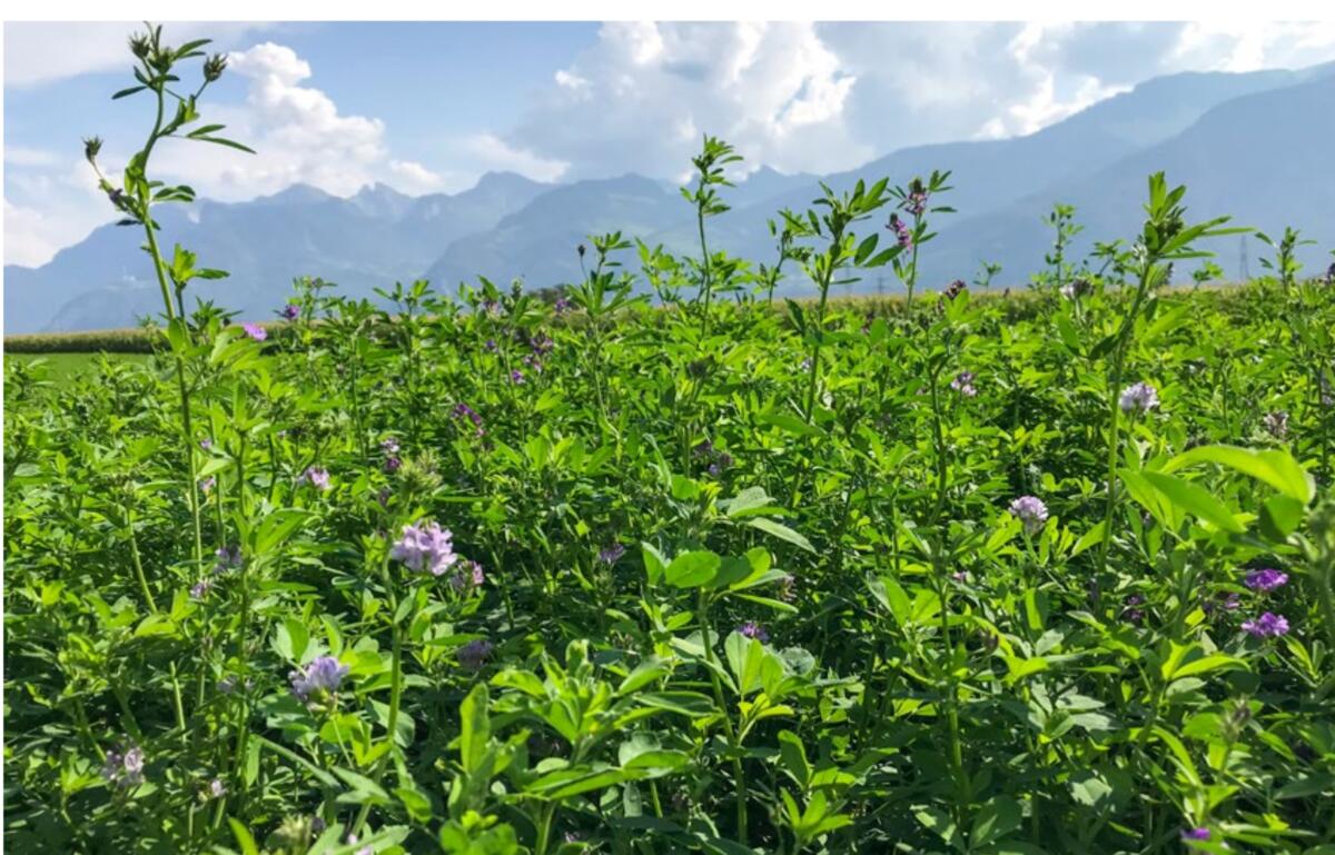 Le sol doit afficher de bonnes propriétés lorsque l’on souhaite cultiver un mélange contenant une part élevée de luzerne.