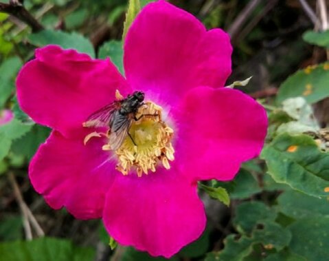 Die Apfelrose bietet von Mai bis Juni Nahrung für Insekten