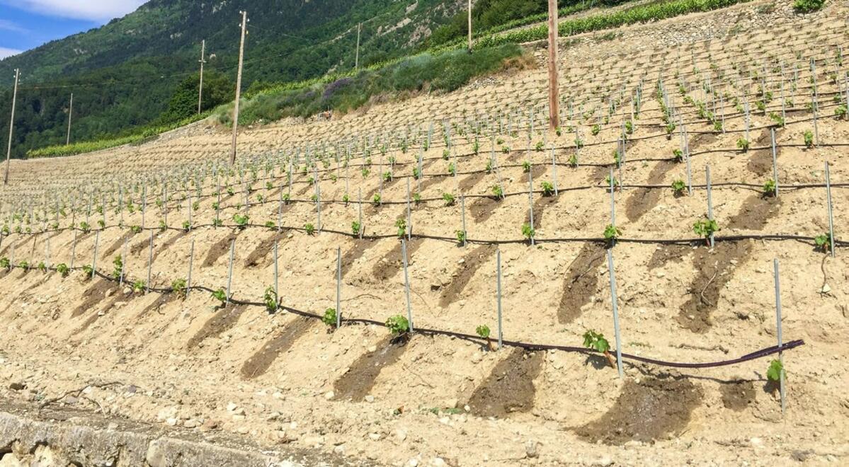 A la plantation d’une nouvelle vigne, l’irrigation est importante.