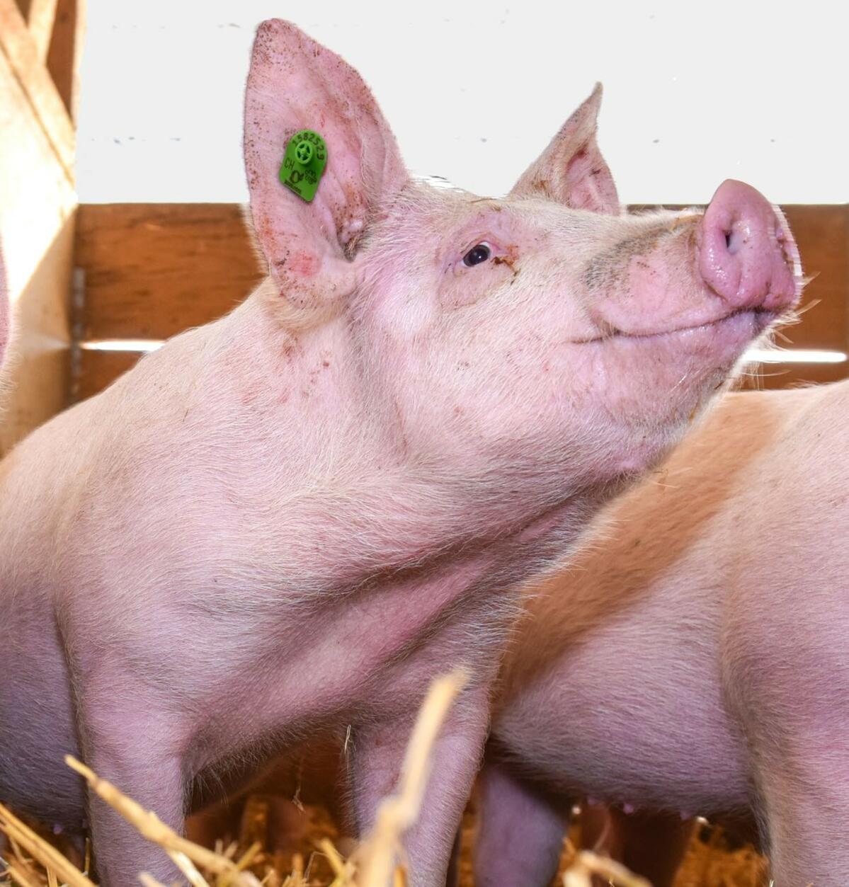 En bio, pour couvrir correctement les besoins des animaux et assurer la qualité de la graisse, l’alimentation par phases est encore plus indispensable.