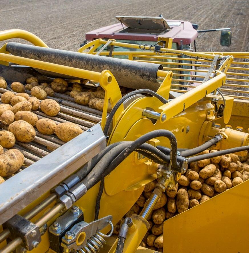 La pomme de terre est depuis toujours une denrée alimentaire essentielle.