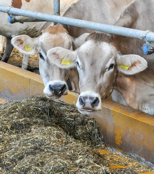 Ein Futterschieber schiebt mehrmals pro Tag frisches Futter zu den Tieren.