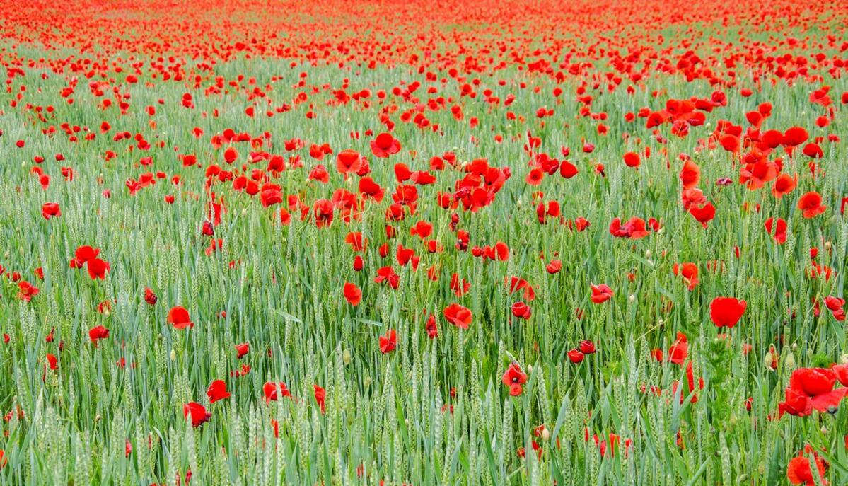 «Eine Farbenpracht fürs Auge bieten Bio-Weizenfelder, wenn die Begleitflora in der Blüte steht.»(Bild: adobeStock/Rhönbergfoto)