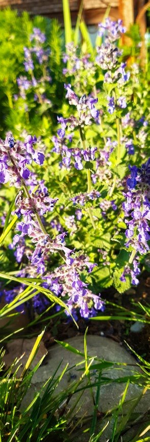 Die Katzenminze gehört zu den remontierenden Stauden. 