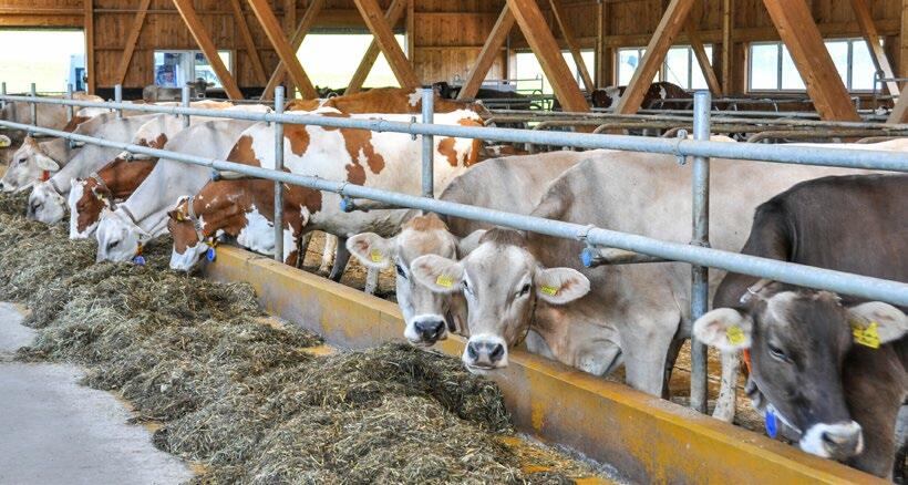 Les animaux ne peuvent pas atteindre le fourrage éloigné.