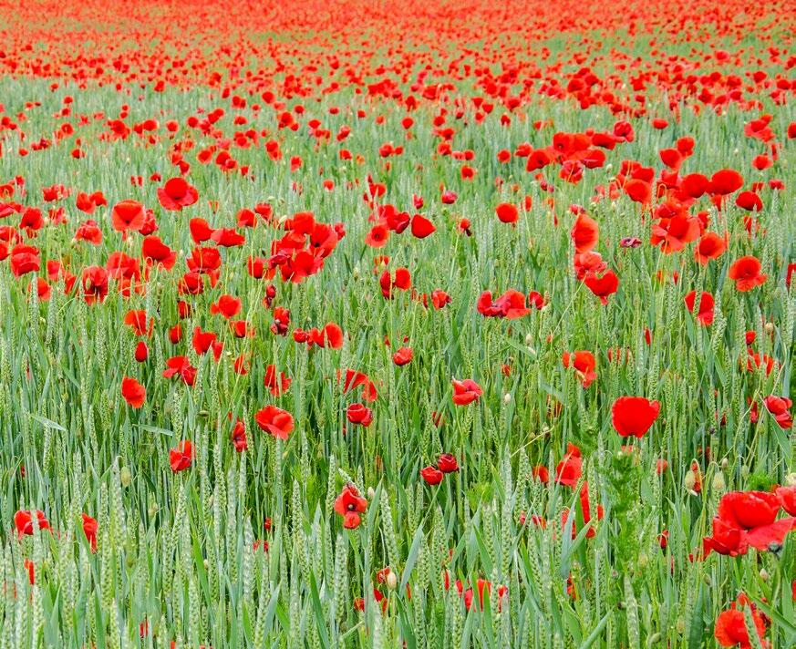 Lorsqu’elles sont écloses, les fleurs accompagnatrices des cultures de blé bio forment un somptueux tableau coloré.(Photo:adobeStock/Rhönbergfoto)