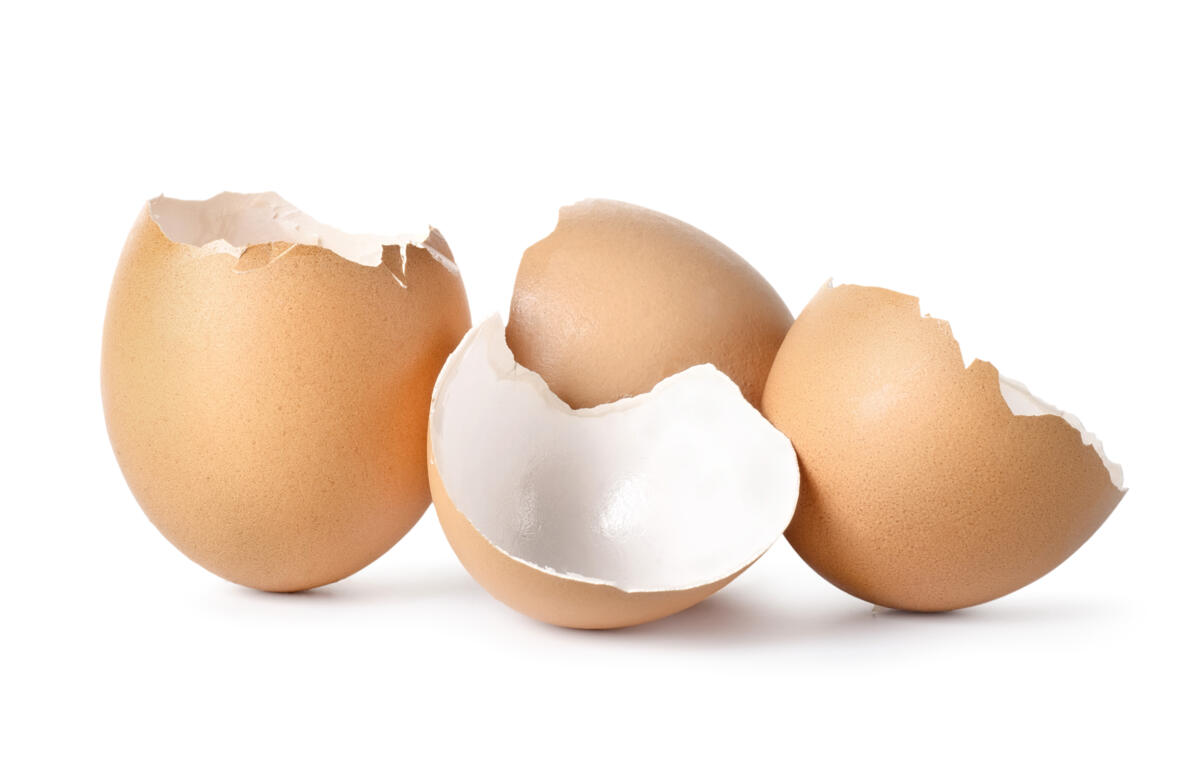 Qualité des coquilles d’oeuf