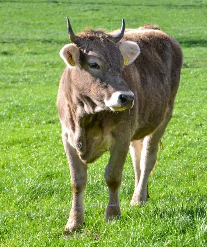 Au cours des premières semaines de pâture, les bovins réagissent très fortement à une contamination par des vers gastro-intestinaux.