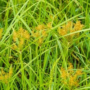 Le souchet comestible, un envahisseur