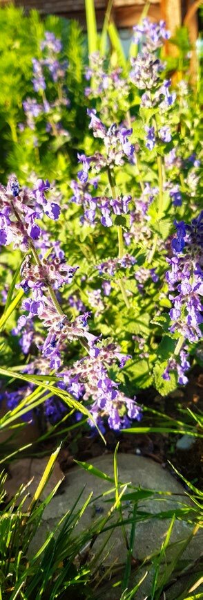 L’herbe-aux-chats fait partie des arbustes remontants. 