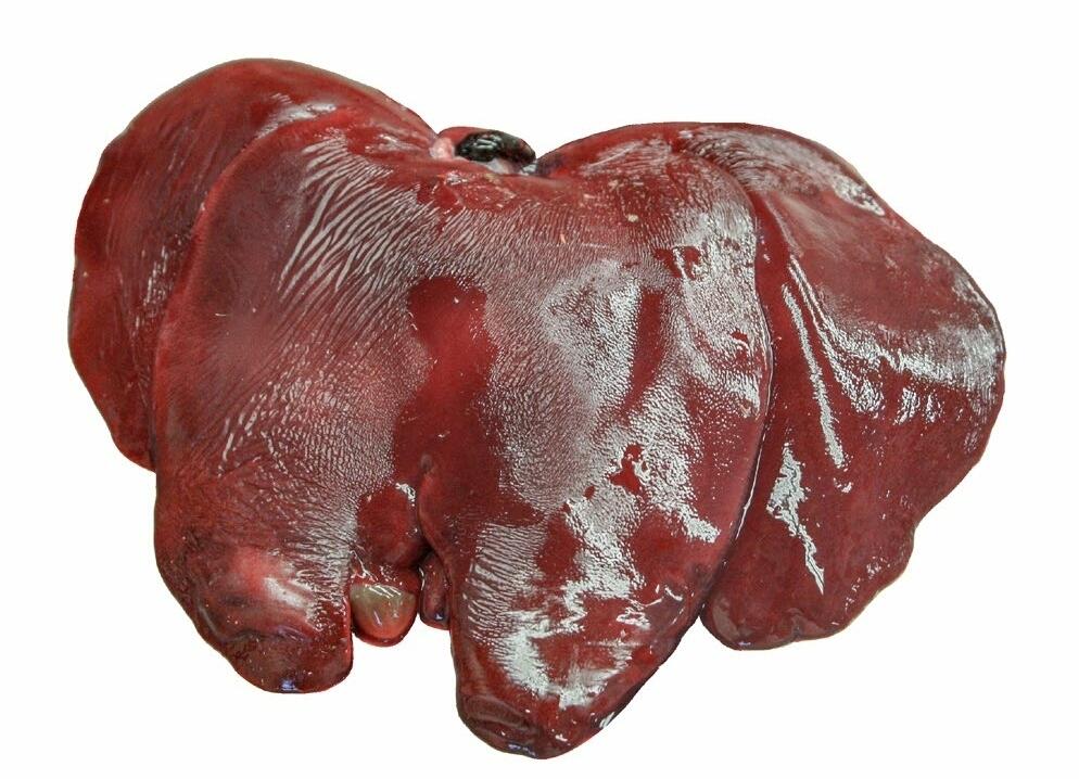 Voici à quoi ressemble le foie non altéré d’un porc d’engraissement.