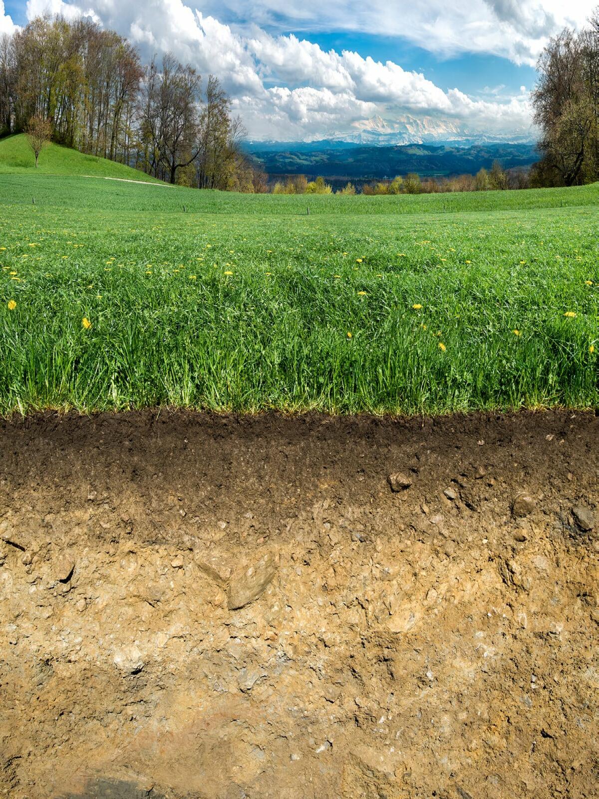 Im Grasland ist zu sehen, dass der Oberboden eine dunklere Färbung aufweist.