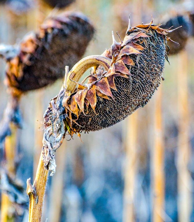 Sind die Sonnenblumen beim Drusch ausreichend abgereift, landet weniger Besatz im Mähdrescher. 