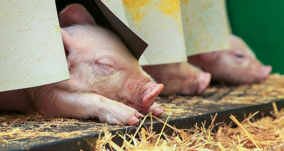 Wenn die Ferkel den Rüssel aus dem Nest halten, stimmen die Temperaturen für sie.