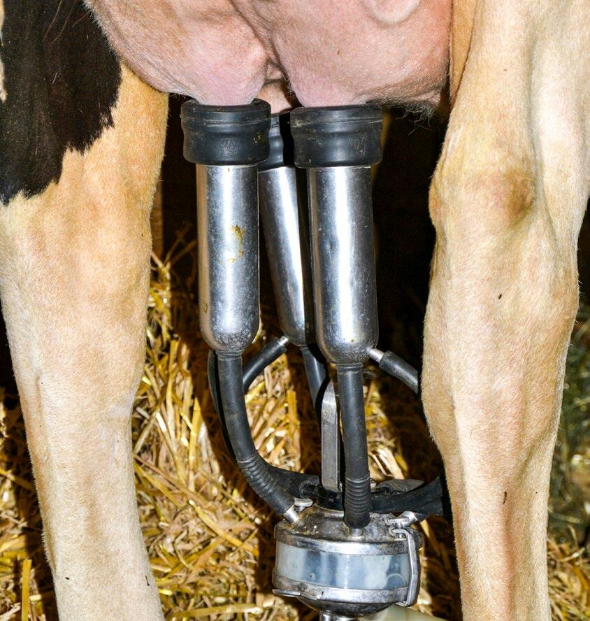 Die Zellzahlen sind im Sommer meist höher als im Winter. 