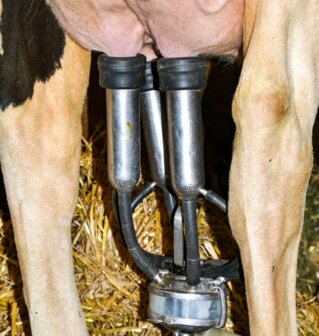 Die Zellzahlen sind im Sommer meist höher als im Winter. 