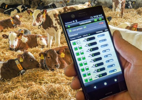 CalfApp Go