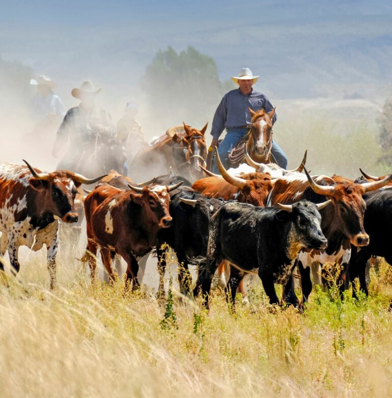 Auf dem Great American Cattle Drive durch die Prärie
