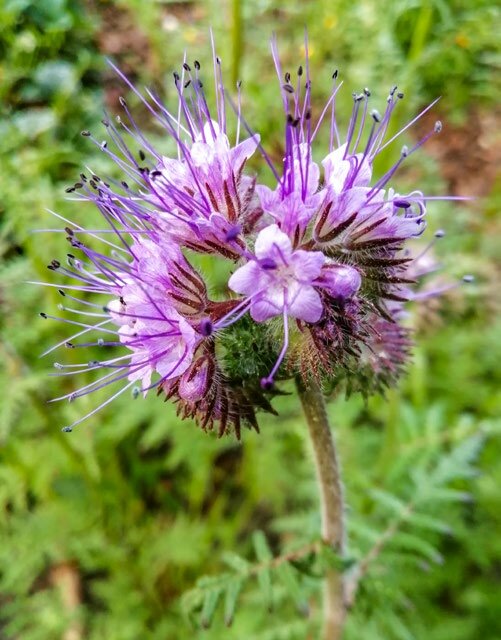 Bienen und Hummeln fliegen auf die Phacelia. 