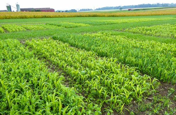 Kleinparzellenversuch in Goumoens mit Sorghum als Zwischenfutter. 