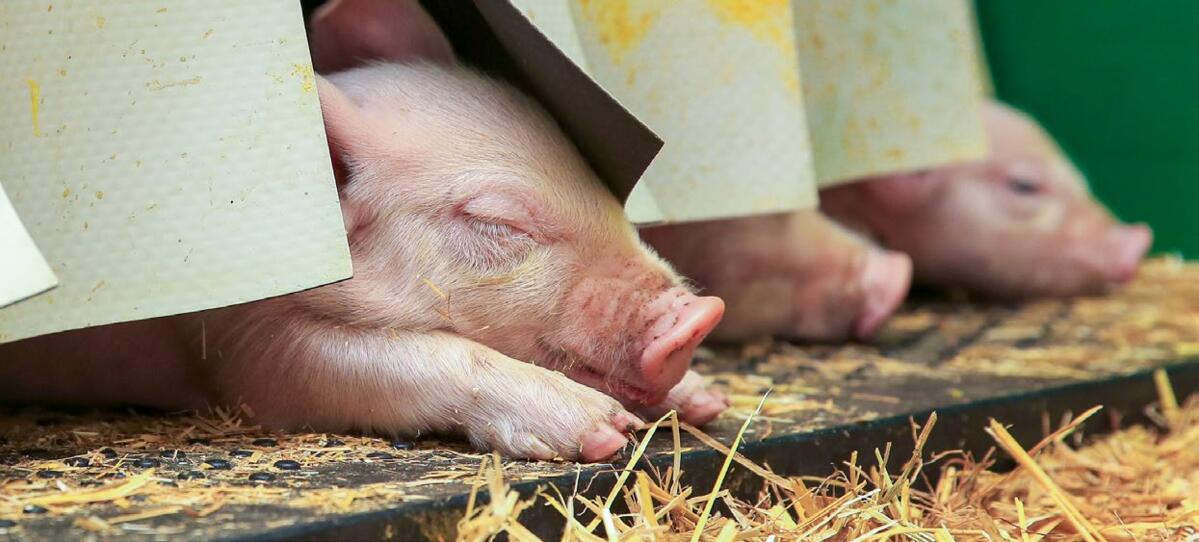 Lorsque les porcelets sortent le groin du nid, cela indique que la température leur convient bien.