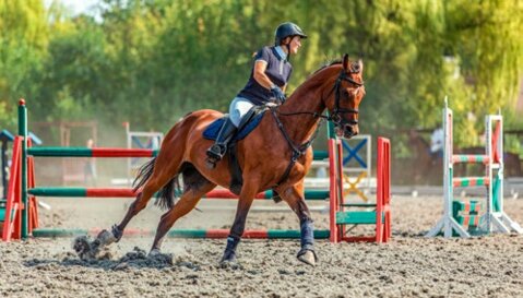 chevaux de sport