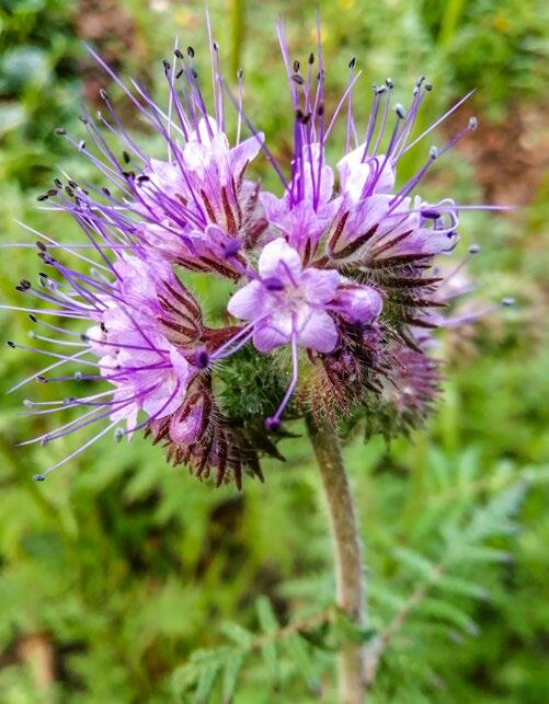Les abeilles et les bourdons butinent la phacelia