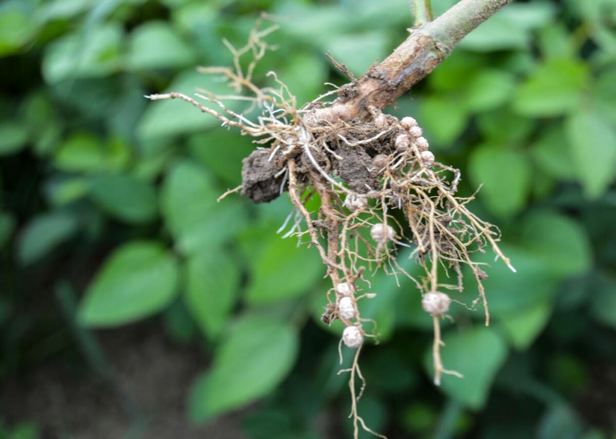 Knöllchenbakterien (Rhizobien) an der Wurzel zur Fixierung von gasförmigem Stickstoff (N2 )