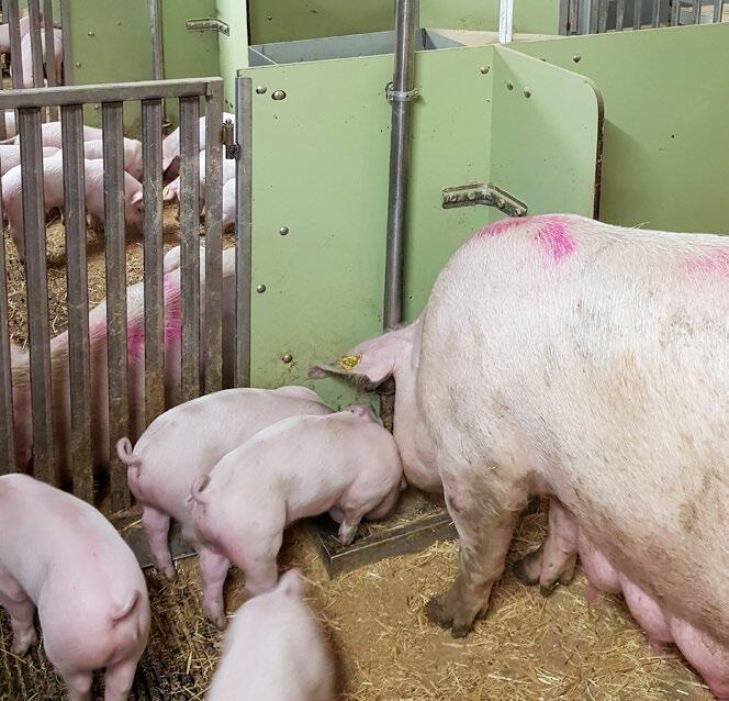 Die Ferkel fressen am selben Trog wie die Mutter und gewöhnen sich so früh ans Festfutter.