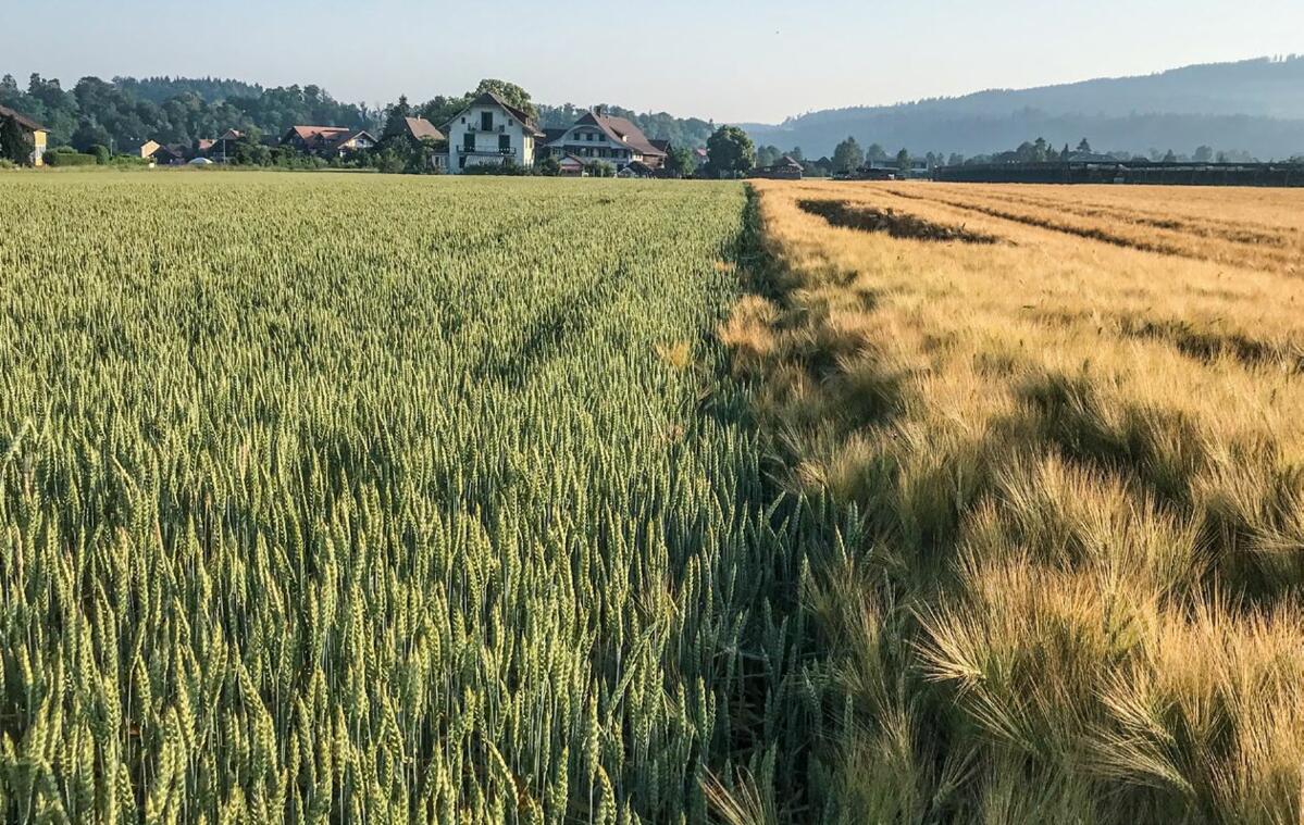 In vielen Regionen ist Futterweizen genauso rentabel wie Brotweizen.