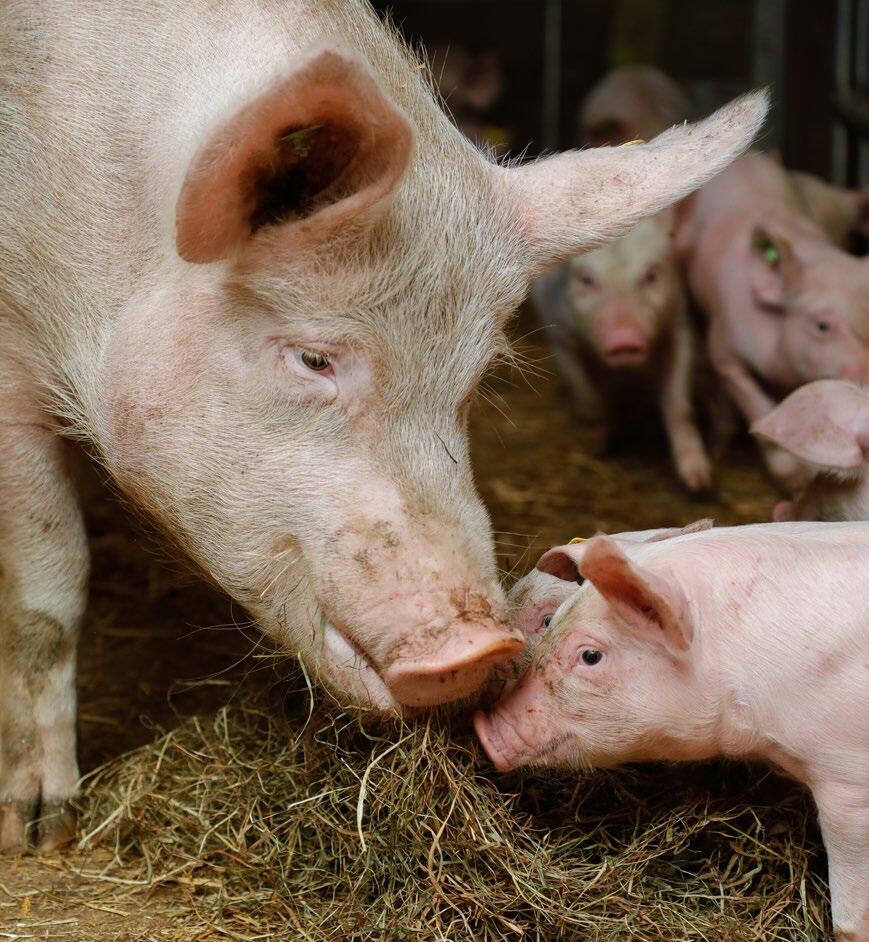 Das Verabreichen von Raufutter ist bei Bio-Schweinen obligatorisch.