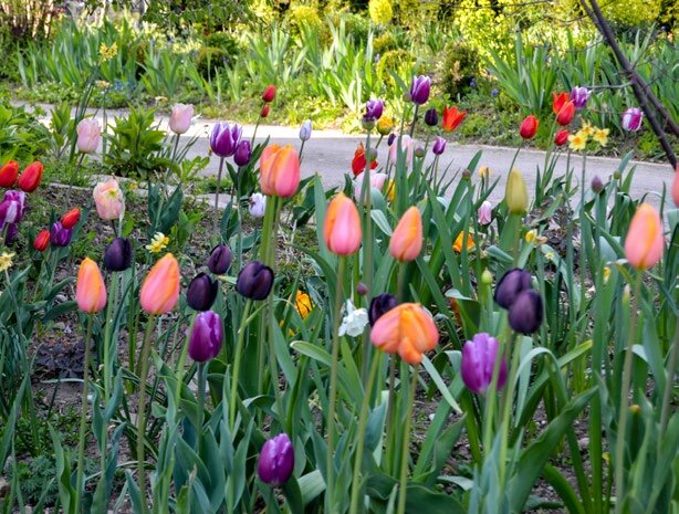 Frühjahrsblüher sind pflegeleichte Pflanzen und setzen zum Saisonstart attraktive Farbakzente
