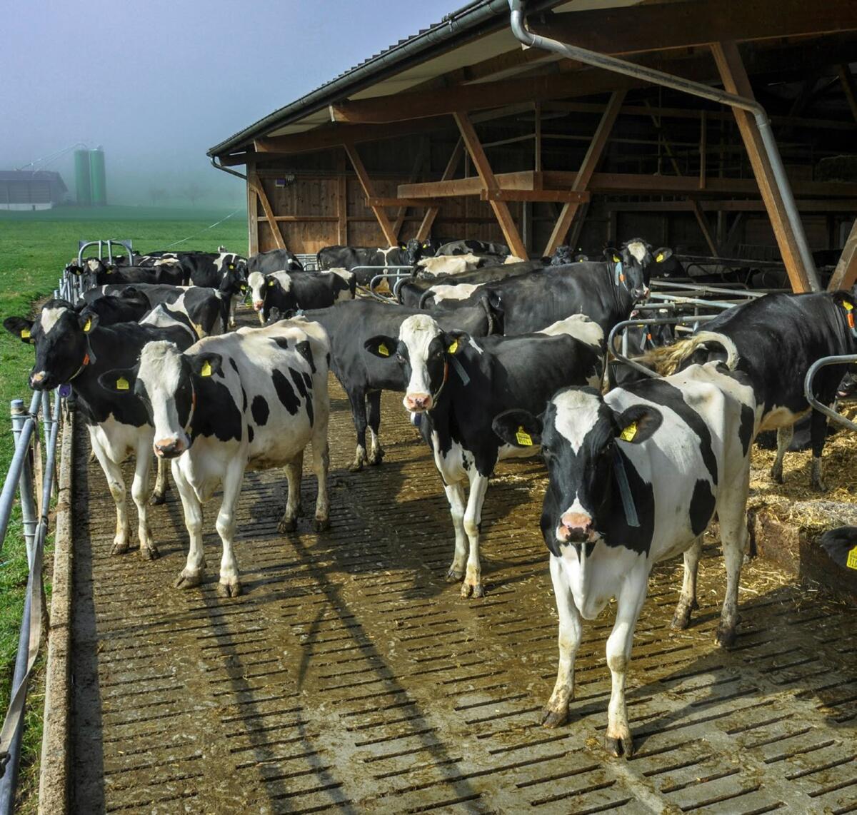 Un sol sûr est indispensable pour disposer de vaches en bonnes santé.