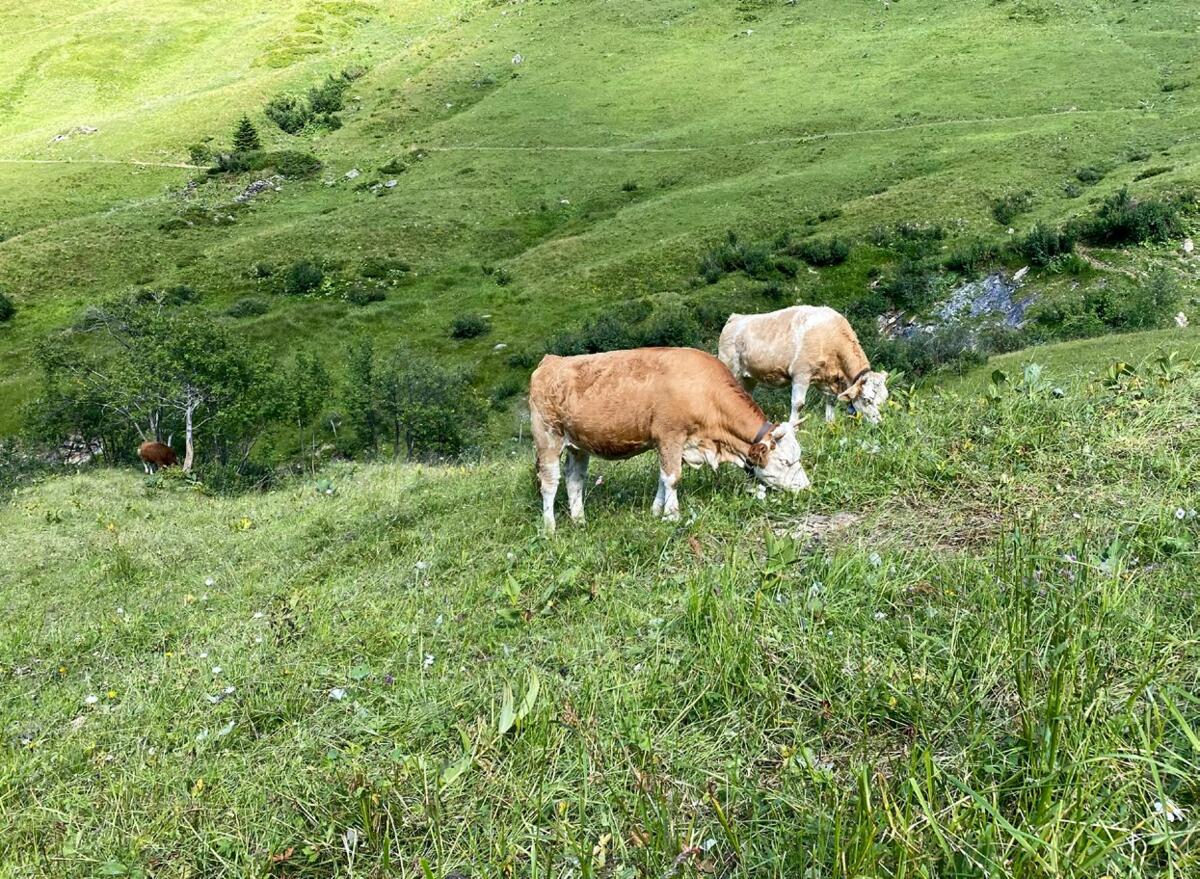 L’élevage en zone de montagne peut avoir un impact favorable sur la robustesse et la longévité.