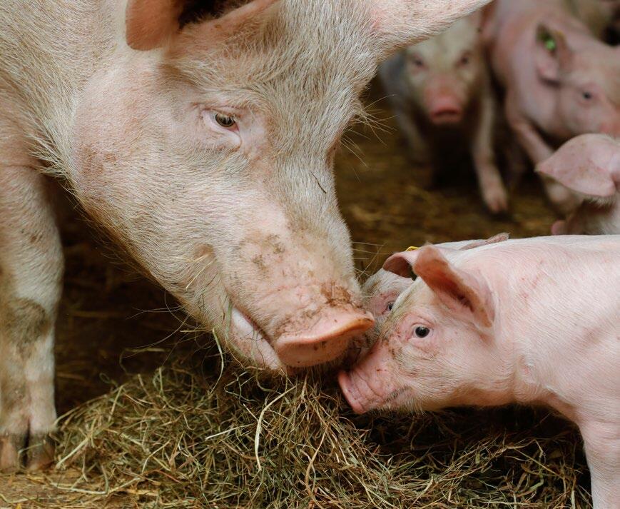 En bio, les porcs doivent recevoir des fourrages grossiers. 