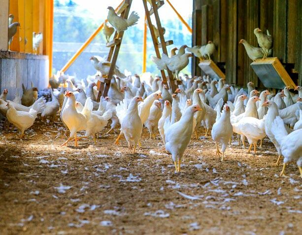 Poulettes d’élevage à l’âge de 12 semaines. A cet âge, les poulettes ont déjà terminé en grande partie leur croissance.