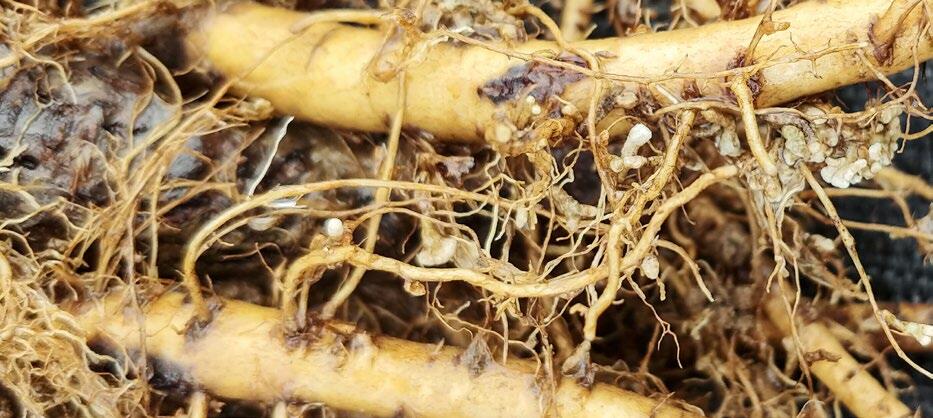 Knöllchenbakterien: Stickstoff-Fabrik einer Rotkleepflanze. 