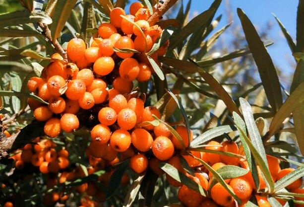 Sanddorn ist besonders wertvoll aufgrund der Inhaltsstoffe Vitamin C und Karotin.