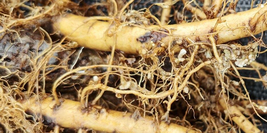 Bactéries des nodosités d’une plante de soja.