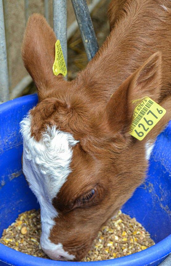 La distribution d’un aliment appétible incite les veaux à consommer très tôt des aliments solides.
