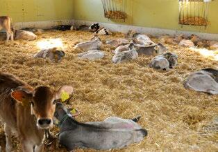 Dans l’étable des veaux, il faut veiller à une qualité d’air optimale. 