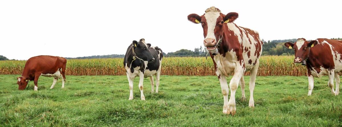 Auf der Herbstweide besteht die Gefahr eines Magnesiummangels.