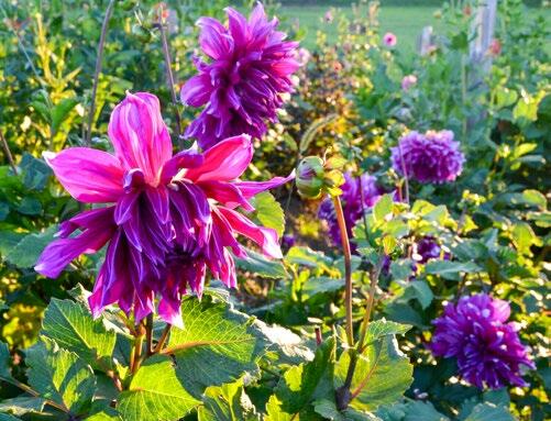 Um die Blüten länger geniessen zu können, lohnt es sich, sie an Pflanzstäben festzubinden. So brechen sie bei Wind und Wetter seltener ab.
