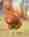 alt_text