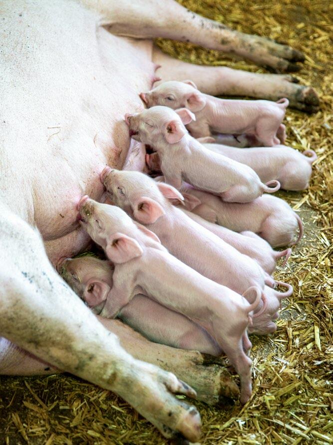 Es gibt verschiedene mögliche Rhythmen, deren Wahl gut auf den Betrieb und dessen Gegebenheiten abgestimmt werden muss. 