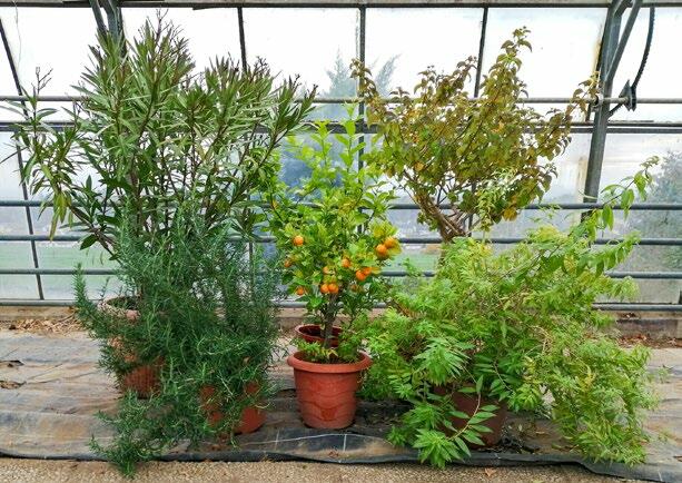 Pflanzen wie Zitronenstrauch, Oleander, Wandelröschen und Zitrusfrüchte benötigen ein helles und kühles, aber frostfreies Winterquartier.