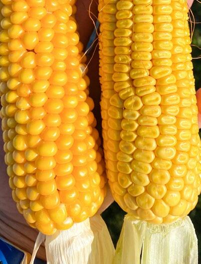 Epi corné (à gauche) et épi denté (à droite). 