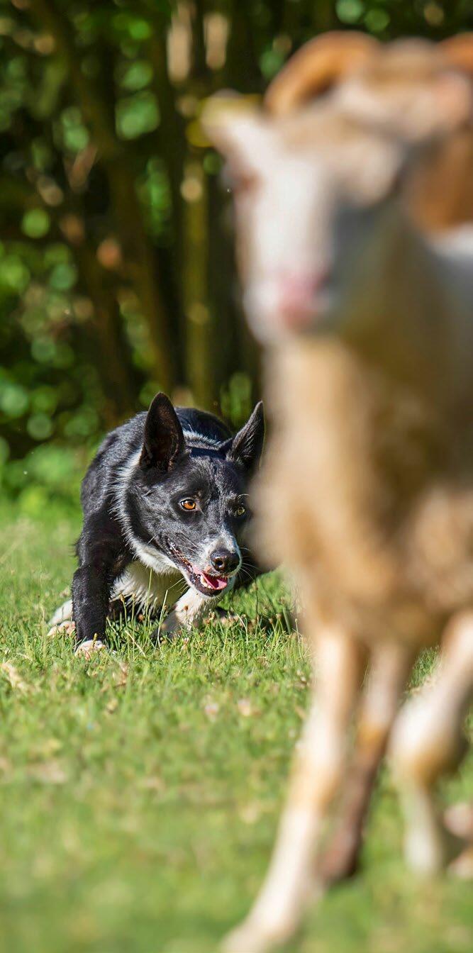 Der Border Collie treibt die Schafe mit seiner Körperhaltung und Bewegung.