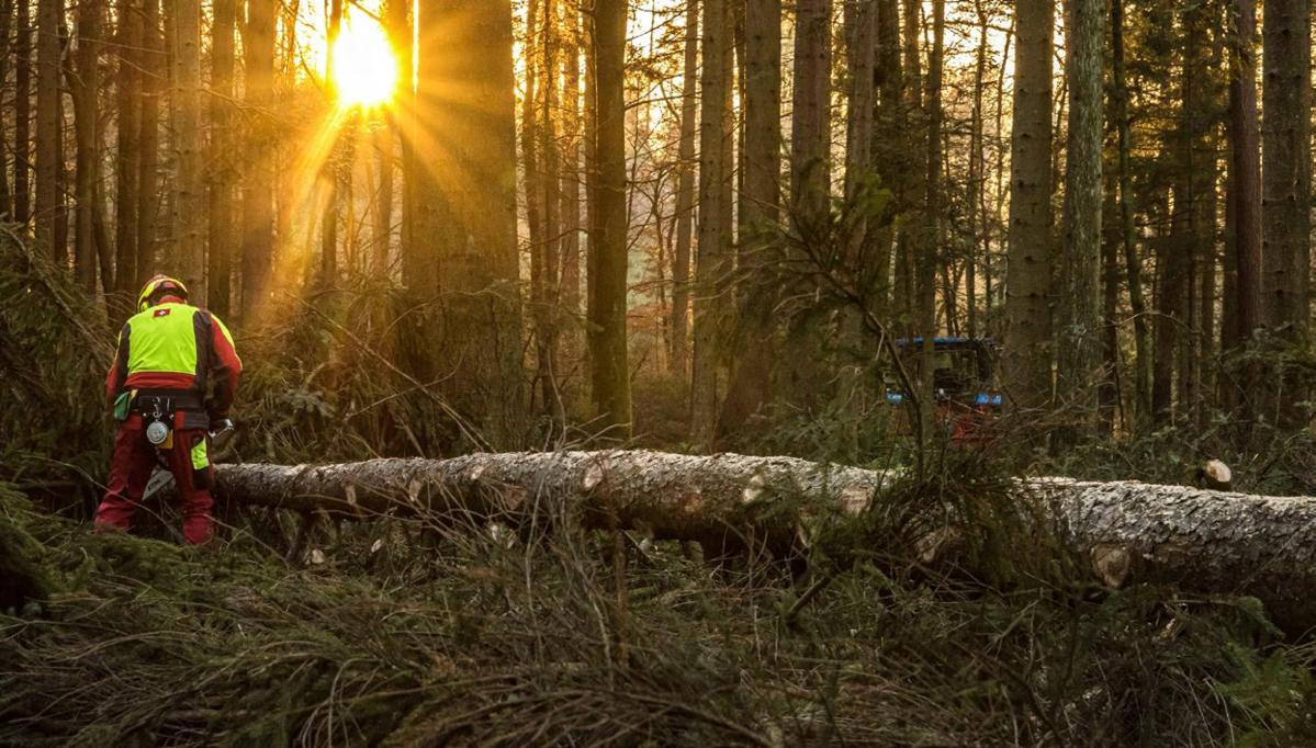 Wald 867 online