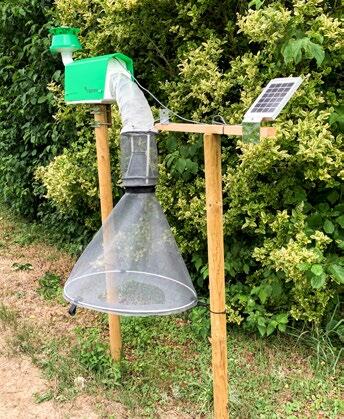 In der Falle zum digitalen Monitoring bleiben die Maiszünsler auf einer Klebeplatte haften.